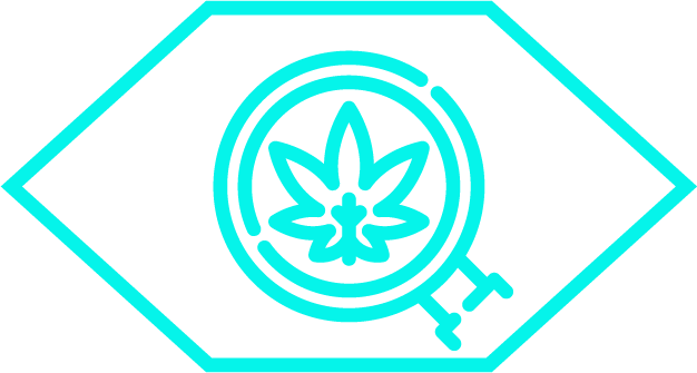 cannabis leaf in magnifying glass icon representing Teal's locally sourced products